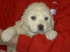 Honey Bear and Boomer white Pyr puppy.