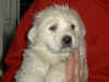 Honey Bear and Boomer white Pyr puppy.