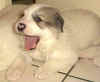 Kodi & Boomer badger-marked Pyr puppy.