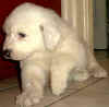 Kodi & Boomer white Pyr puppy.