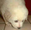 Kodi & Boomer white Pyr puppy.