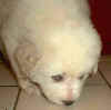 Kodi & Boomer white Pyr puppy.