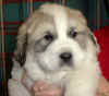 Molly & Boomer badger-marked male Pyr puppy.