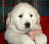 Molly & Boomer white  female Pyr puppy.