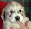 Molly & Boomer badger-marked male Pyr puppy.