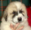 Molly & Boomer badger-marked male Pyr puppy.
