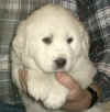 Molly & Boomer white  female Pyr puppy.