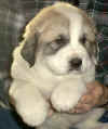 Molly & Boomer badger-marked male Pyr puppy.