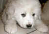 Molly & Boomer white  female Pyr puppy.