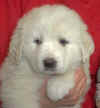 Molly & Boomer white  female Pyr puppy.