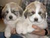 Two of the male puppies.