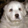 Molly & Boomer white  female Pyr puppy.