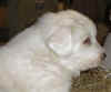 Molly & Boomer white  female Pyr puppy.