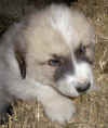 Molly & Boomer badger-marked male Pyr puppy.