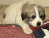 A badger-marked Pyr puppy from Kodi & Boomer.