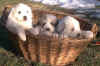 Pyr puppies from Kodi & Boomer.
