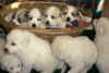Pyr puppies from Kodi & Boomer.