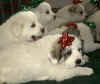 Pyr puppies from Kodi & Boomer.