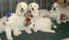 Pyr puppies from Kodi & Boomer.