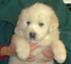 A white Pyr puppy from Kodi & Boomer.