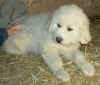 A white Pyr puppy from Kodi & Boomer.
