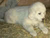 A white Pyr puppy from Kodi & Boomer.