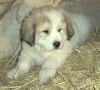 A badger-marked Pyr puppy from Kodi & Boomer.