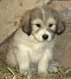 Eight-week old male Pyr puppy from Kodi and Boomer.