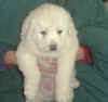 A white Pyr puppy from Kodi & Boomer.