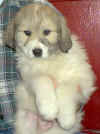 Eight-week old male Pyr puppy from Kodi and Boomer.