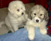 A pair of Pyr puppies pose peacefully.