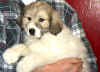 Eight-week old male Pyr puppy from Kodi and Boomer.