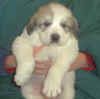 A badger-marked Pyr puppy from Kodi & Boomer.
