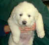 A white Pyr puppy from Kodi & Boomer.