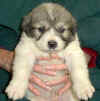 A badger-marked Pyr puppy from Kodi & Boomer.