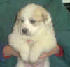 A badger-marked Pyr puppy from Kodi & Boomer.