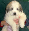 A badger-marked Pyr puppy from Kodi & Boomer.