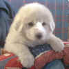 Honey Bear and Baron white Pry puppy two.