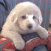 Honey Bear and Baron white Pry puppy two.