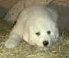 Honey Bear and Baron white Pry puppy three.