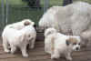 Puppies romp with Molly in the kennel.