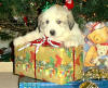 Kodi and Boomer badger-marked Pyr puppy two.