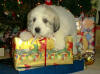 Kodi and Boomer badger-marked Pyr puppy two.