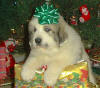 Kodi and Boomer badger-marked Pyr puppy three.