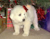 Kodi and Boomer white Pyr puppy one.