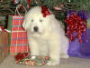 Kodi and Boomer white Pyr puppy one.