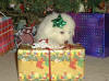 Kodi and Boomer white Pyr puppy two.