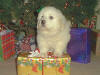 Kodi and Boomer white Pyr puppy two.