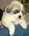 Molly and Boomer badger-marked Pyr puppy one.