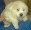 Molly and Boomer white Pyr puppy two.